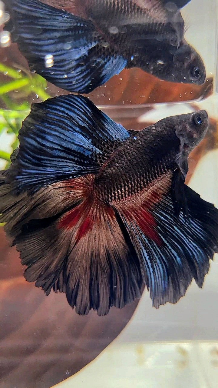 HALFMOON OVER DOUBLE TAIL ROSETAIL BLACK SERIES BETTA FISH