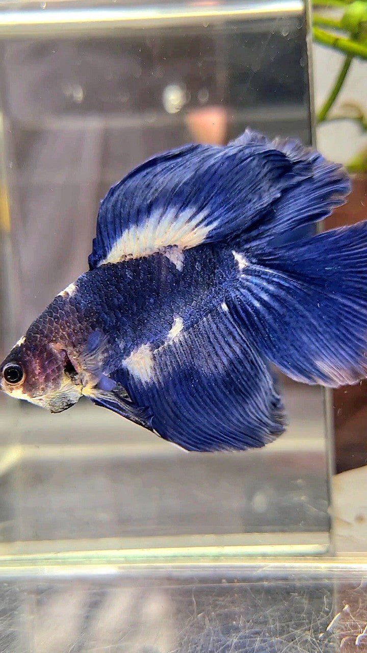 HALFMOON DOUBLE TAIL BLUE MARBLE PANDA BETTA FISH