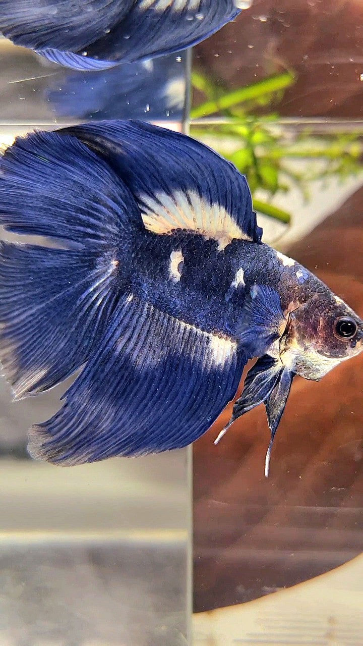 HALFMOON DOUBLE TAIL BLUE MARBLE PANDA BETTA FISH