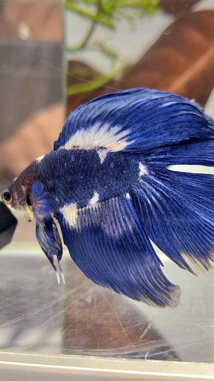 HALFMOON DOUBLE TAIL BLUE MARBLE PANDA BETTA FISH