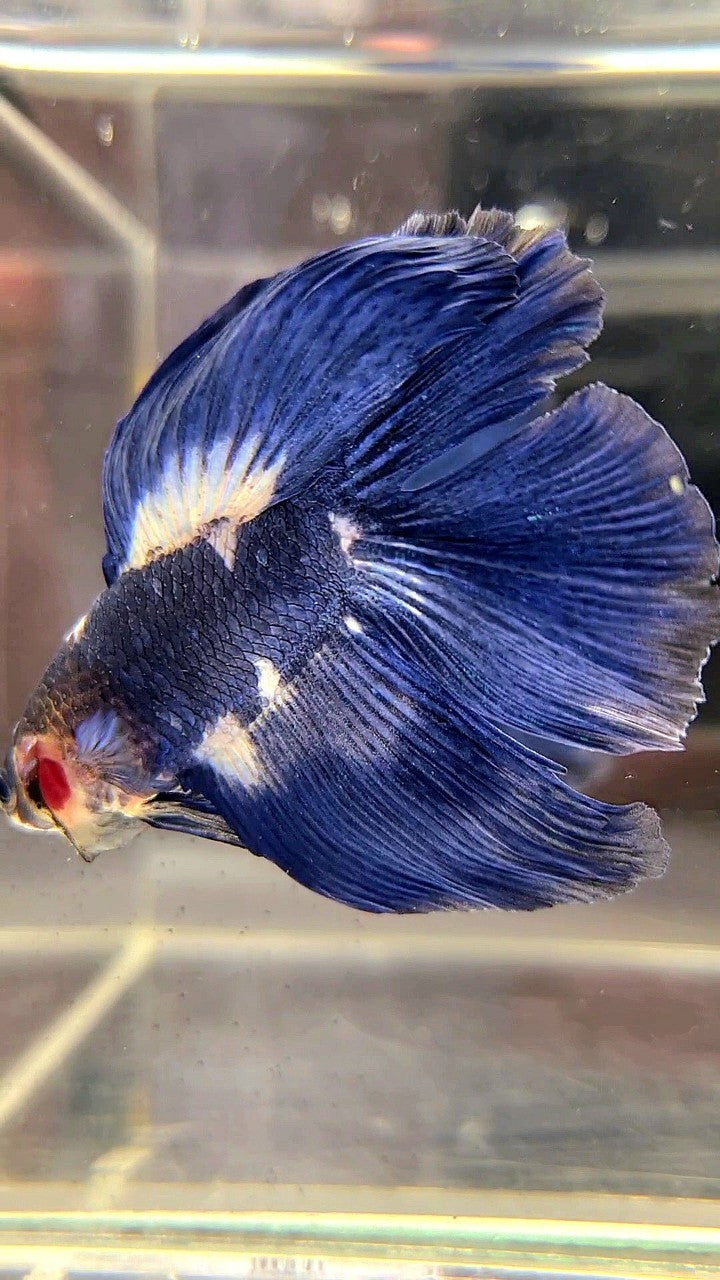 HALFMOON DOUBLE TAIL BLUE MARBLE PANDA BETTA FISH