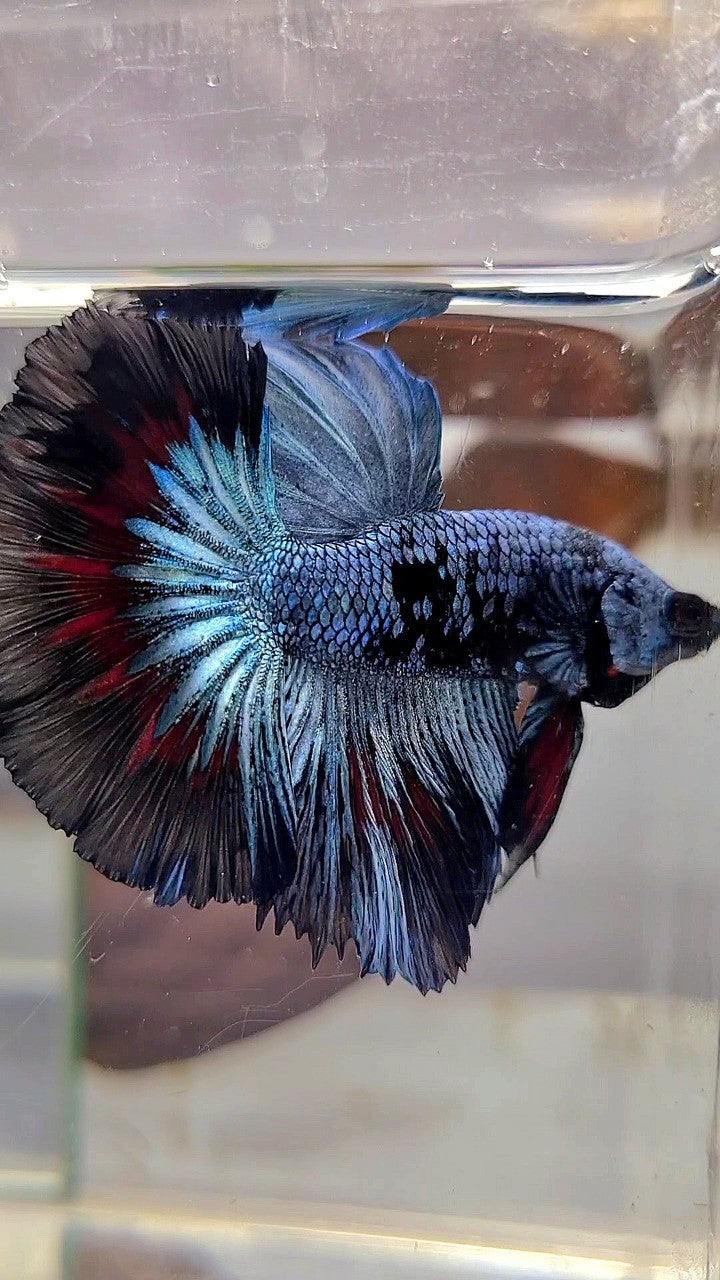 HALFMOON ROSETAIL BLUE BLACK PATTERN AVATAR BETTA FISH