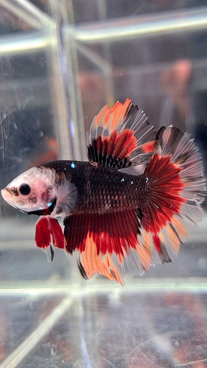 HALFMOON BARE FACE BLACK GALAXY NEMO VARIATION BETTA FISH