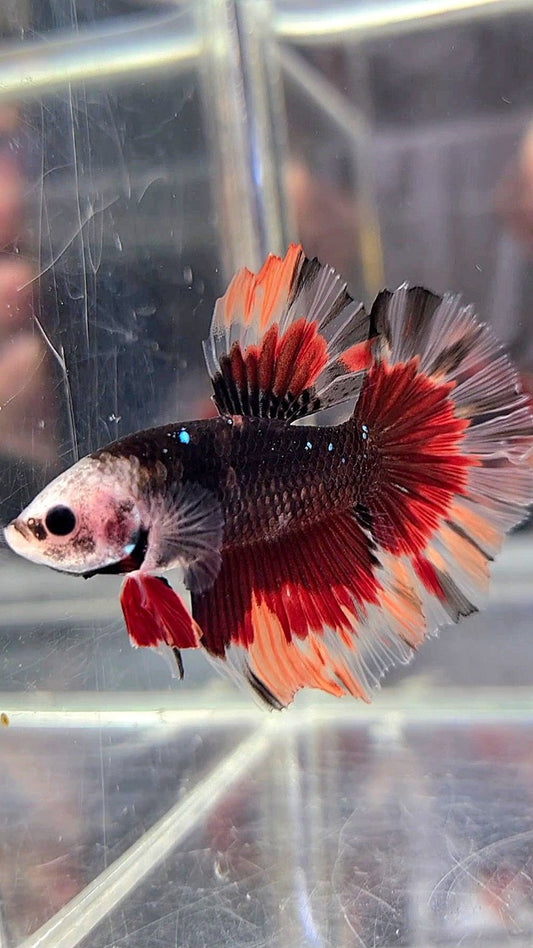 HALFMOON BARE FACE BLACK GALAXY NEMO VARIATION BETTA FISH