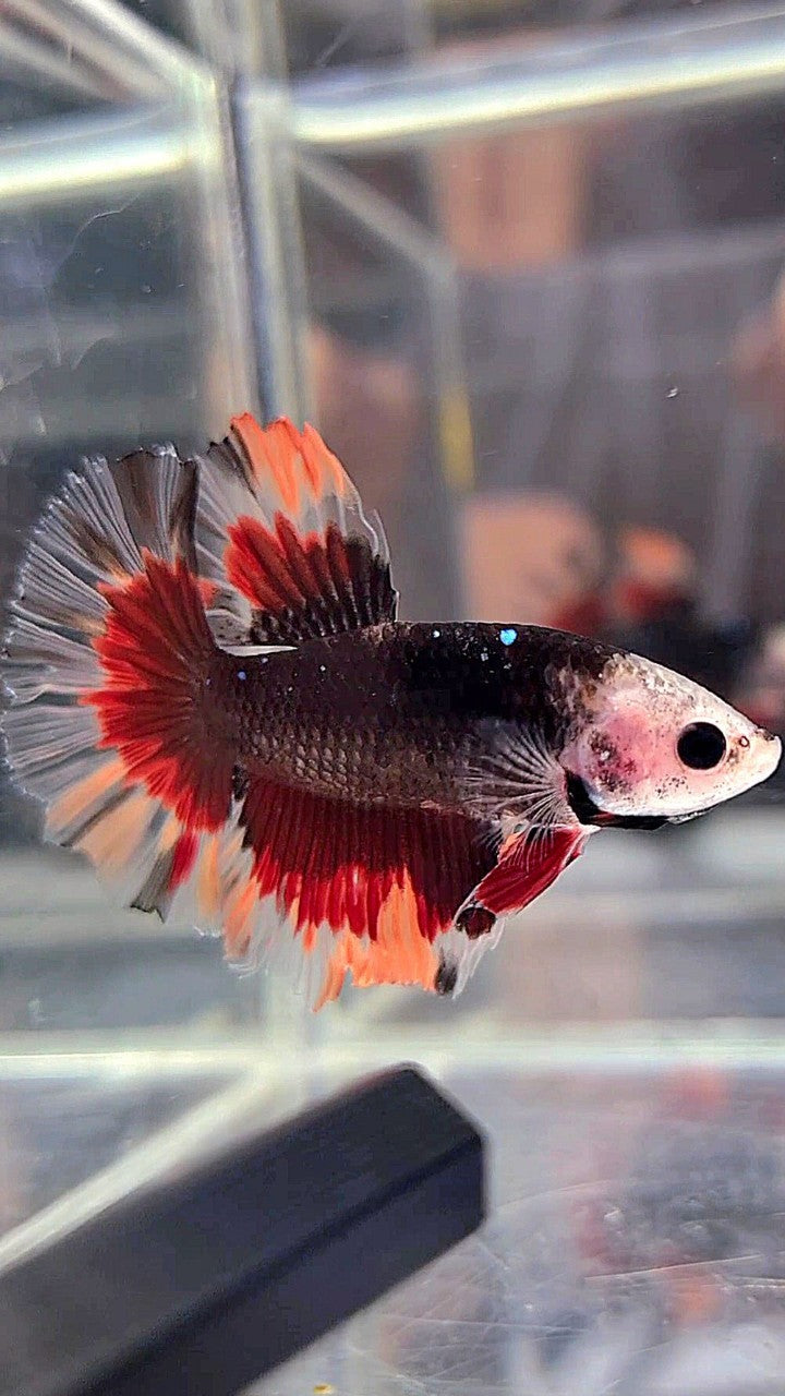 HALFMOON BARE FACE BLACK GALAXY NEMO VARIATION BETTA FISH