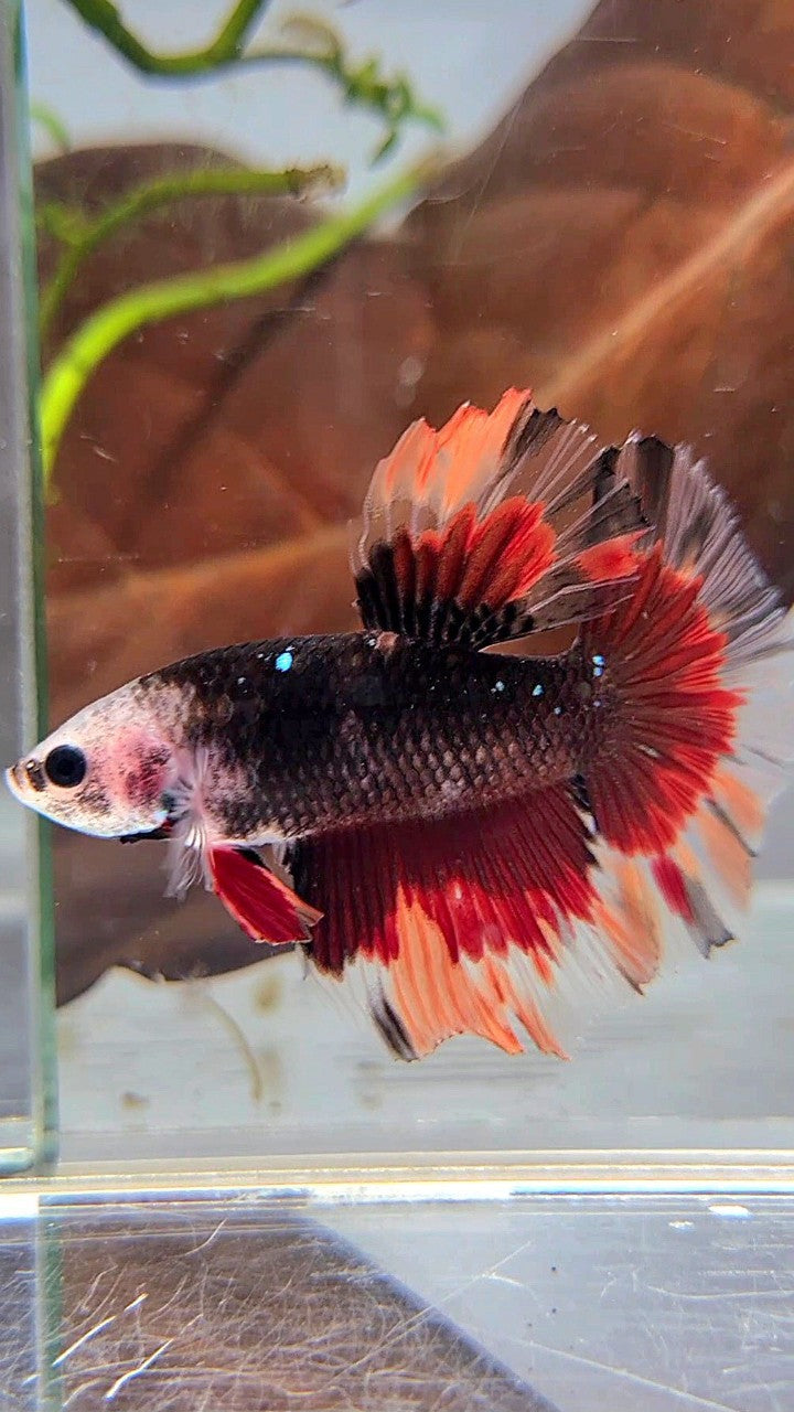 HALFMOON BARE FACE BLACK GALAXY NEMO VARIATION BETTA FISH