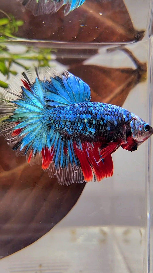 HALFMOON ROSETAIL BLUE GALAXY MULTICOLOR BETTA FISH