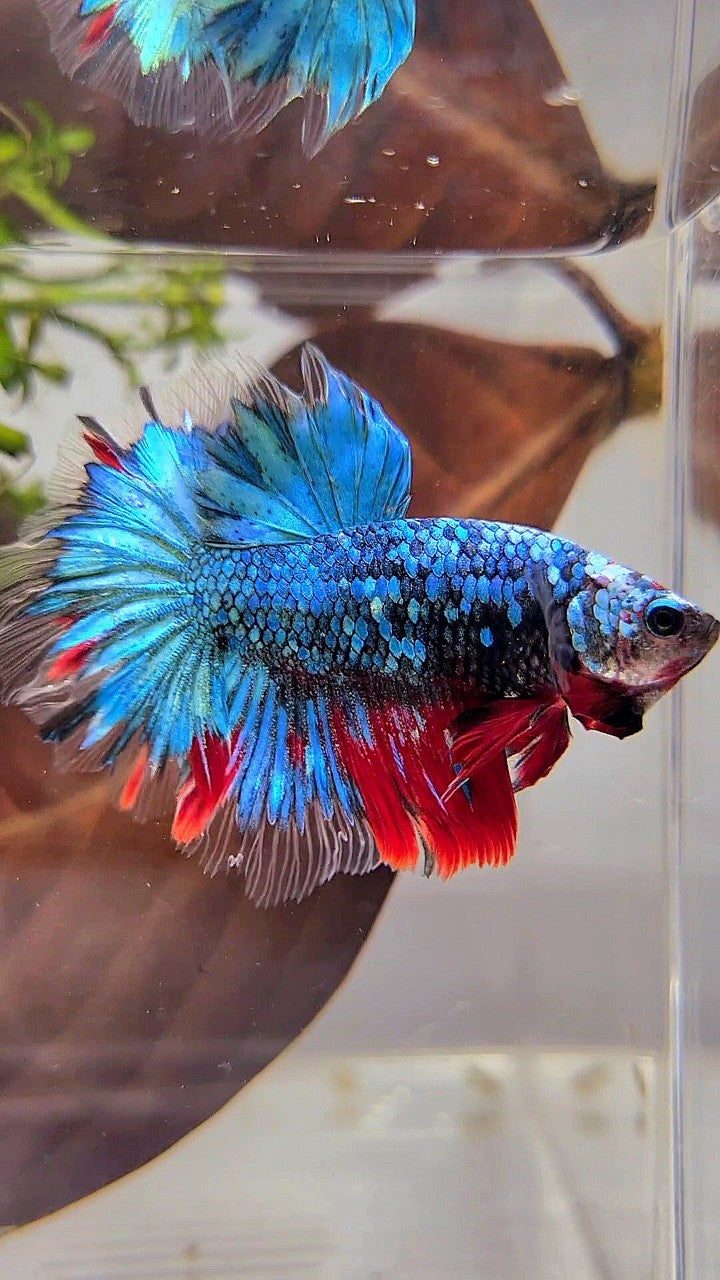 HALFMOON ROSETAIL BLUE GALAXY MULTICOLOR BETTA FISH