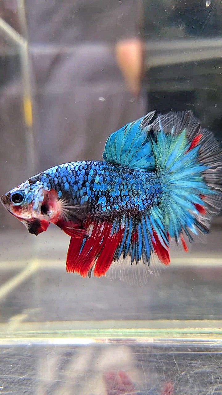 HALFMOON ROSETAIL BLUE GALAXY MULTICOLOR BETTA FISH