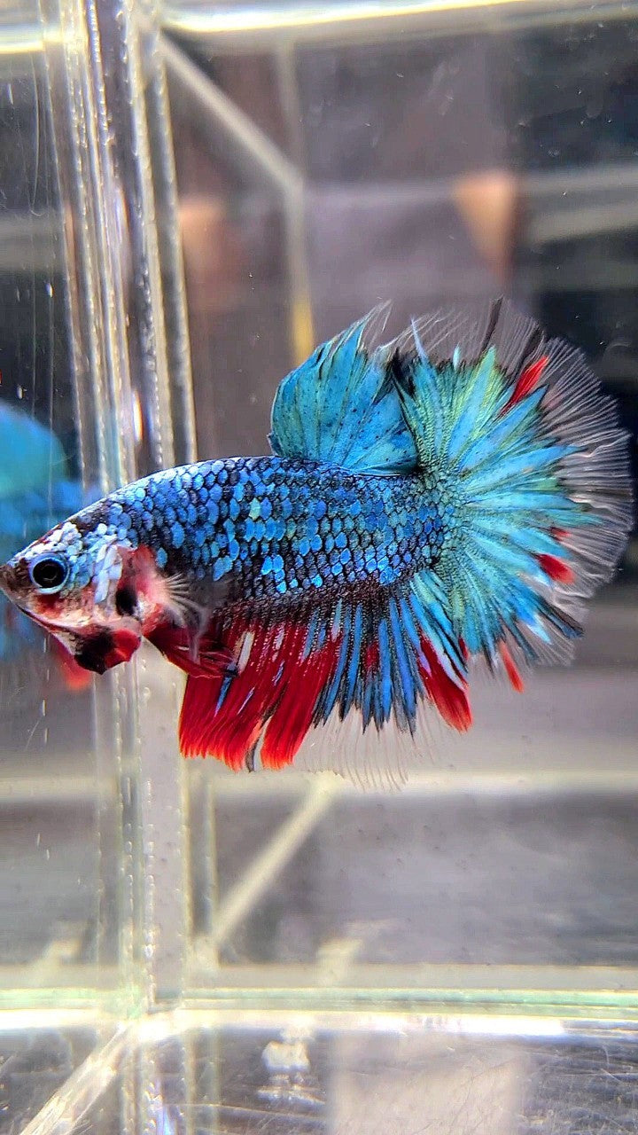 HALFMOON ROSETAIL BLUE GALAXY MULTICOLOR BETTA FISH