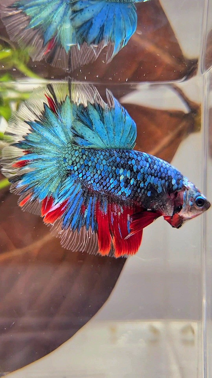 HALFMOON ROSETAIL BLUE GALAXY MULTICOLOR BETTA FISH