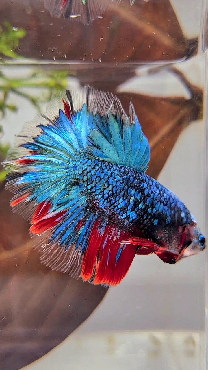 HALFMOON ROSETAIL BLUE GALAXY MULTICOLOR BETTA FISH