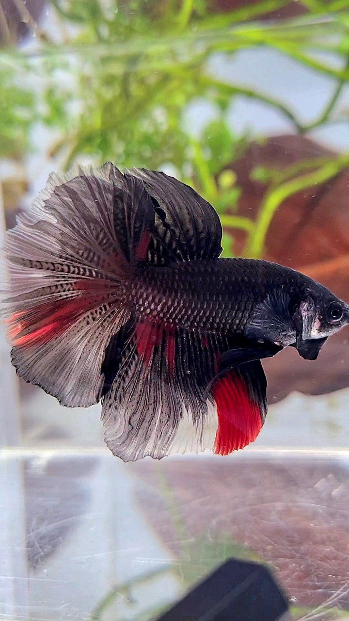 HALFMOON ROSETAIL BLACK RED WASH BETTA FISH