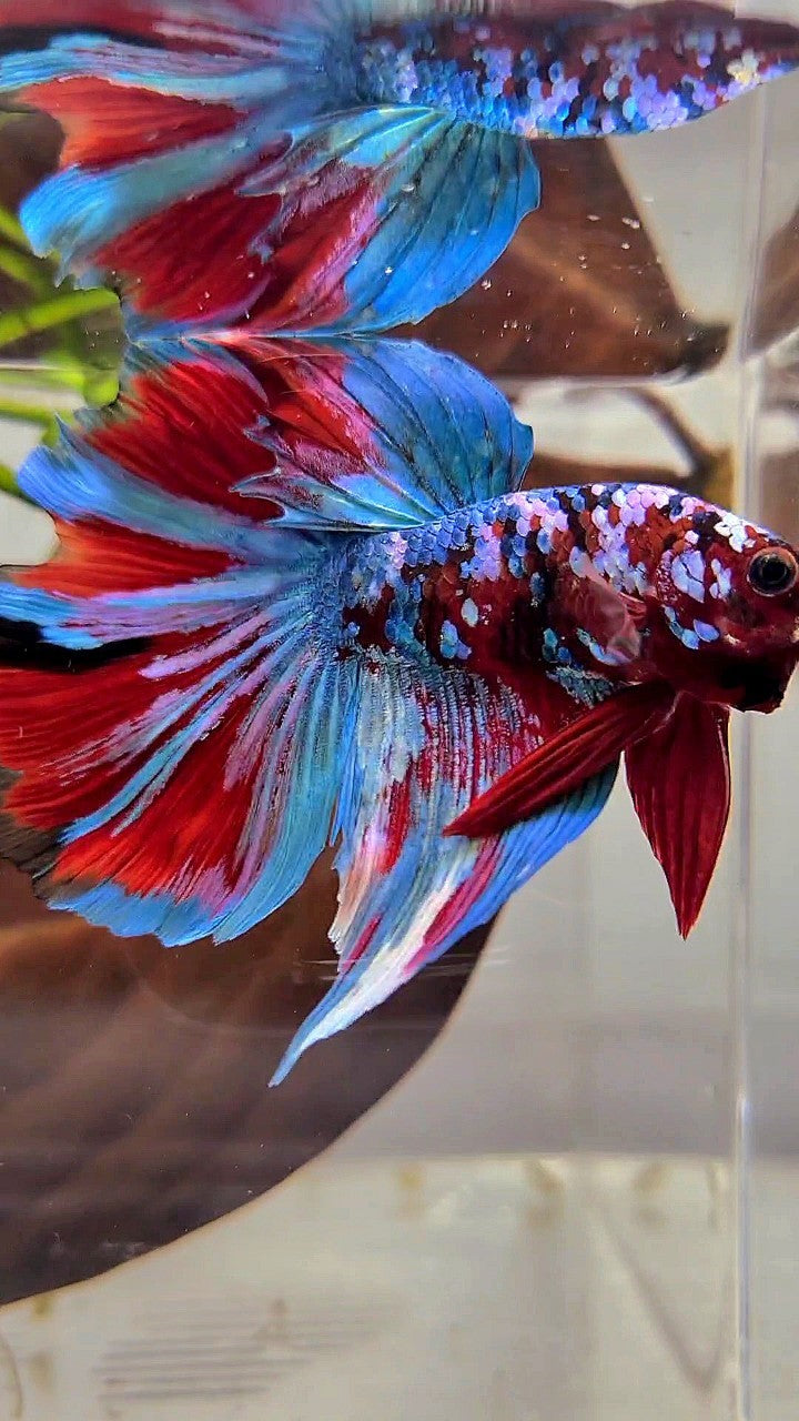 BONSAI HALFMOON RED KOI BLUE GALAXY MULTICOLOR BETTA FISH