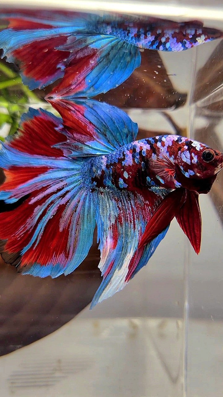 BONSAI HALFMOON RED KOI BLUE GALAXY MULTICOLOR BETTA FISH