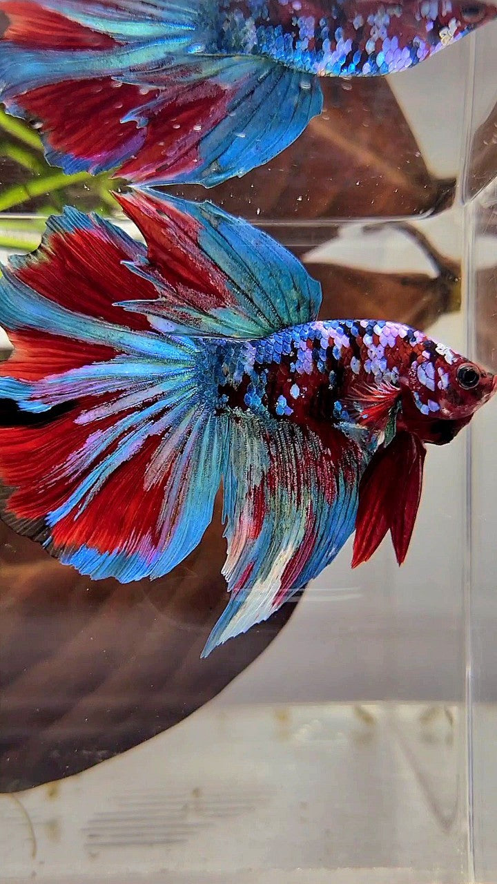 BONSAI HALFMOON RED KOI BLUE GALAXY MULTICOLOR BETTA FISH