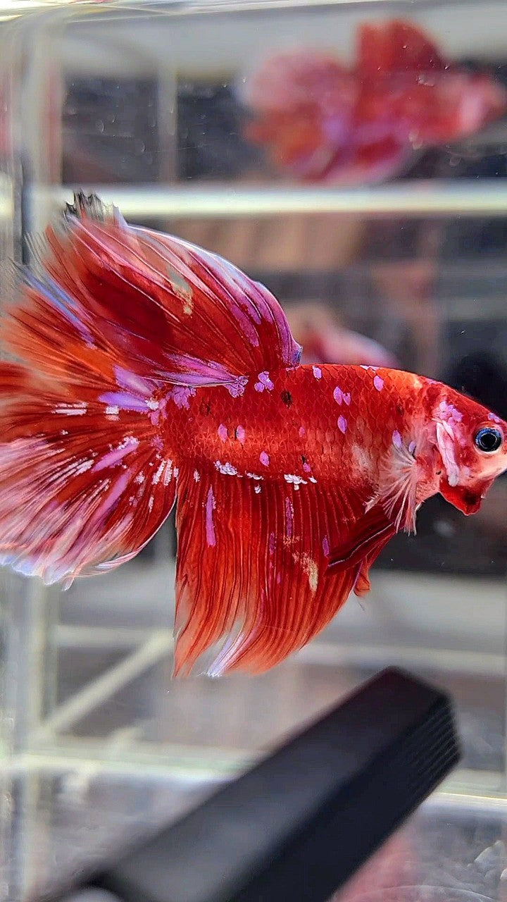 HALFMOON RED PURPLE GALAXY BARONGSAI BETTA FISH