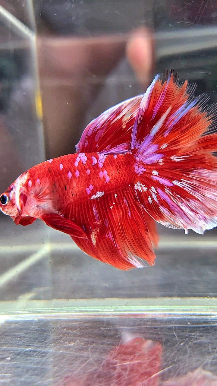 HALFMOON RED PURPLE GALAXY BARONGSAI BETTA FISH