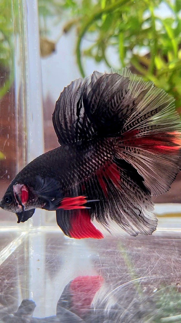 HALFMOON ROSETAIL BLACK RED WASH BETTA FISH