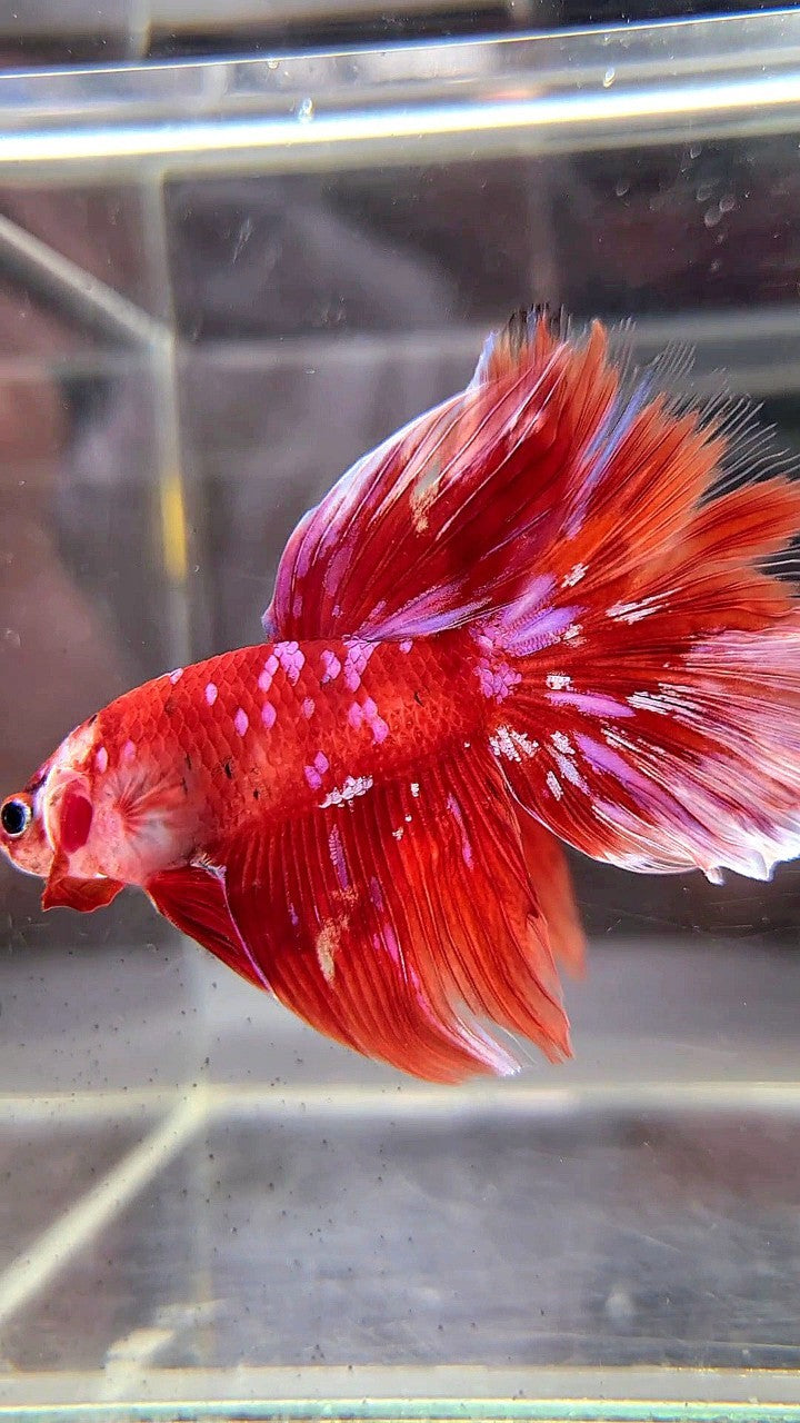 HALFMOON RED PURPLE GALAXY BARONGSAI BETTA FISH