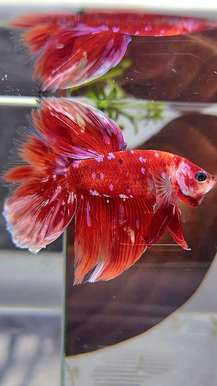 HALFMOON RED PURPLE GALAXY BARONGSAI BETTA FISH