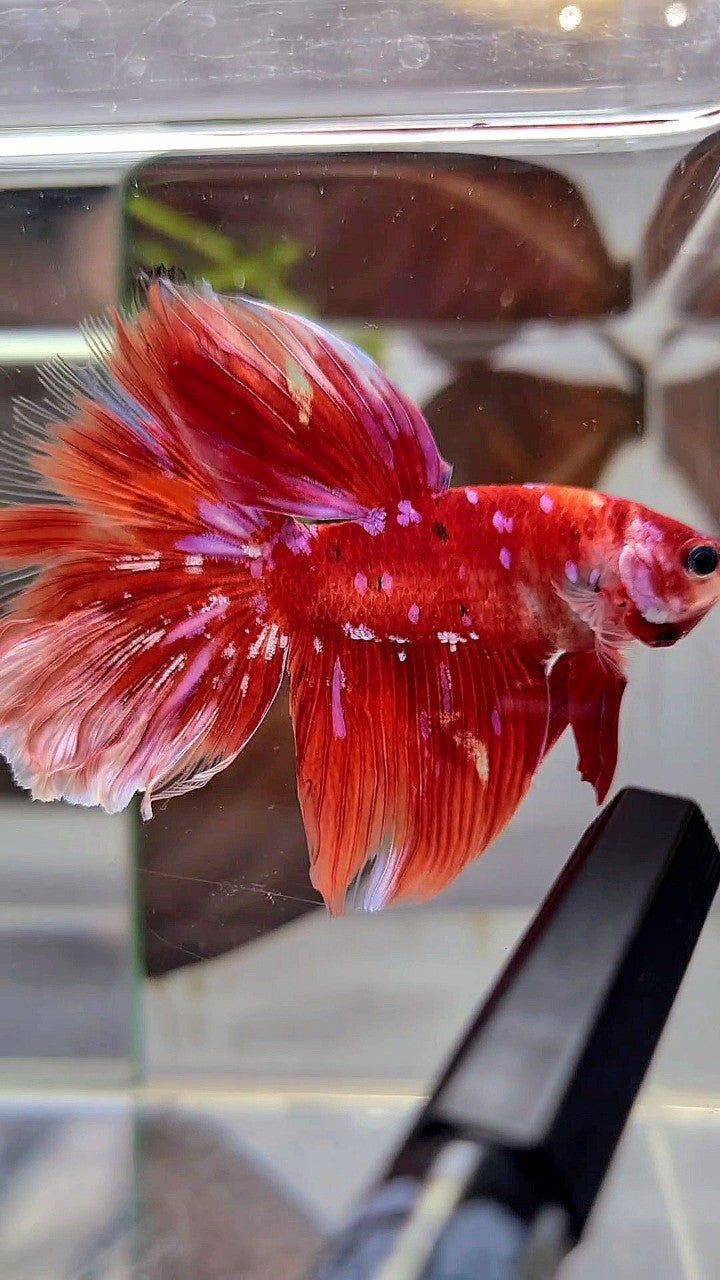 HALFMOON RED PURPLE GALAXY BARONGSAI BETTA FISH