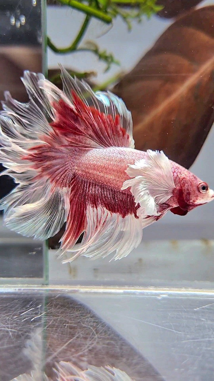 HALFMOON DUMBO EAR ROSETAIL ROSEGOLD BUTTERFLY BETTA FISH