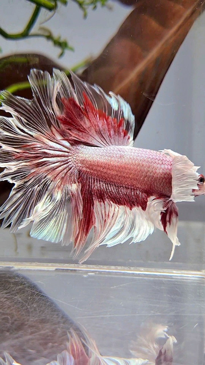 HALFMOON DUMBO EAR ROSETAIL ROSEGOLD BUTTERFLY BETTA FISH