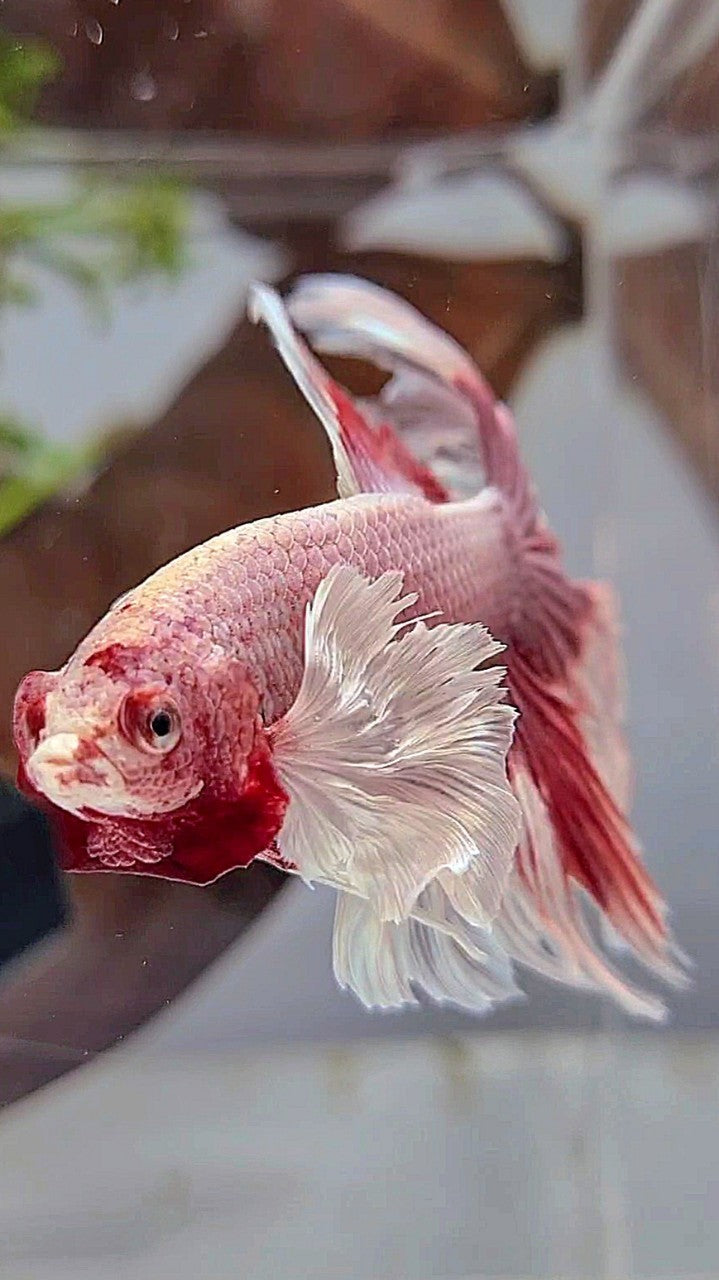 HALFMOON DUMBO EAR ROSETAIL ROSEGOLD BUTTERFLY BETTA FISH