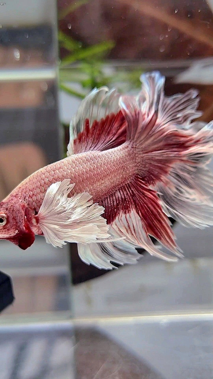 HALFMOON DUMBO EAR ROSETAIL ROSEGOLD BUTTERFLY BETTA FISH