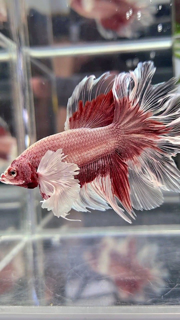 HALFMOON DUMBO EAR ROSETAIL ROSEGOLD BUTTERFLY BETTA FISH