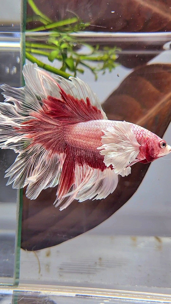 HALFMOON DUMBO EAR ROSETAIL ROSEGOLD BUTTERFLY BETTA FISH