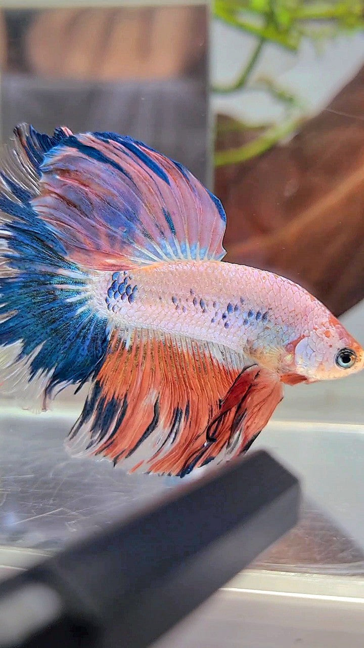 HALFMOON ROSETAIL BLUE PINK FLAMINGGO BETTA FISH