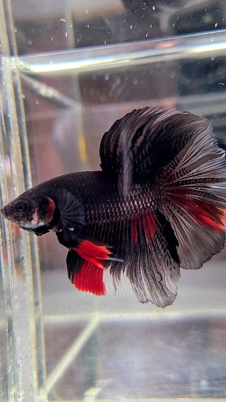 HALFMOON ROSETAIL BLACK RED WASH BETTA FISH