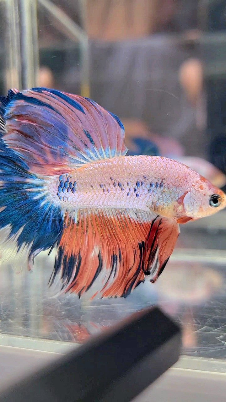 HALFMOON ROSETAIL BLUE PINK FLAMINGGO BETTA FISH