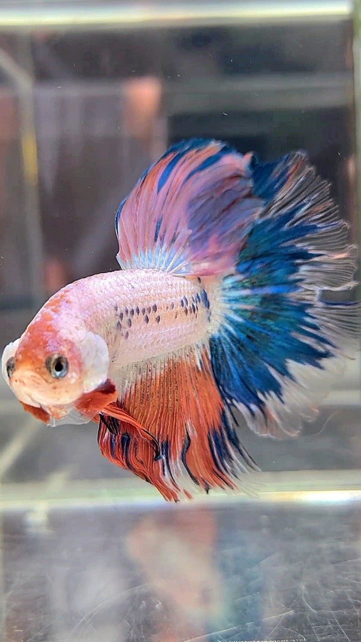 HALFMOON ROSETAIL BLUE PINK FLAMINGGO BETTA FISH