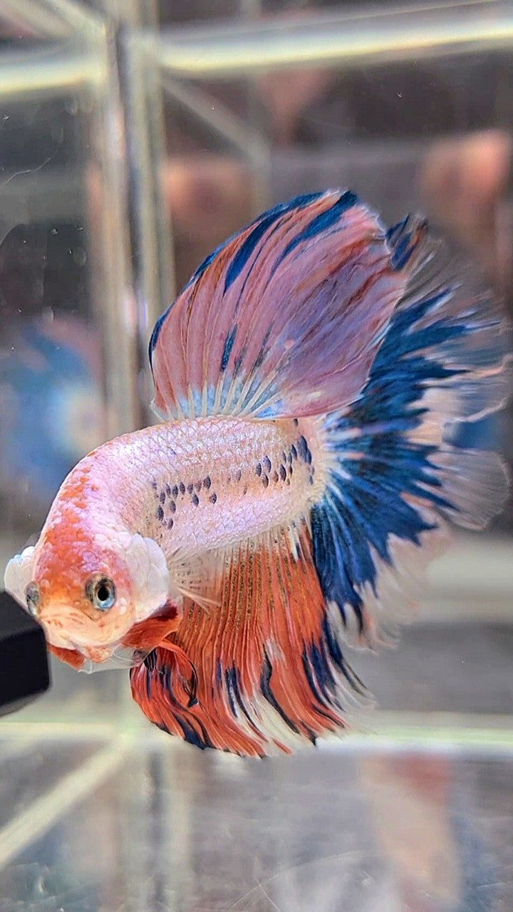 HALFMOON ROSETAIL BLUE PINK FLAMINGGO BETTA FISH