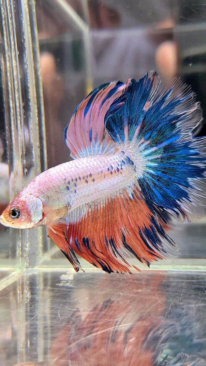 HALFMOON ROSETAIL BLUE PINK FLAMINGGO BETTA FISH