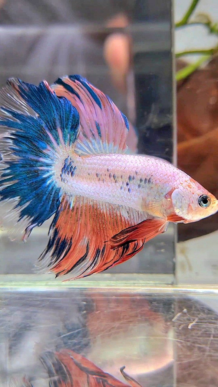 HALFMOON ROSETAIL BLUE PINK FLAMINGGO BETTA FISH