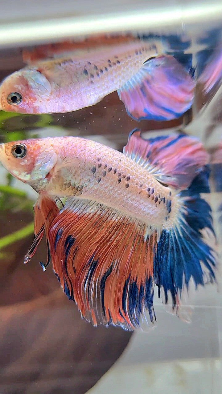 HALFMOON ROSETAIL BLUE PINK FLAMINGGO BETTA FISH