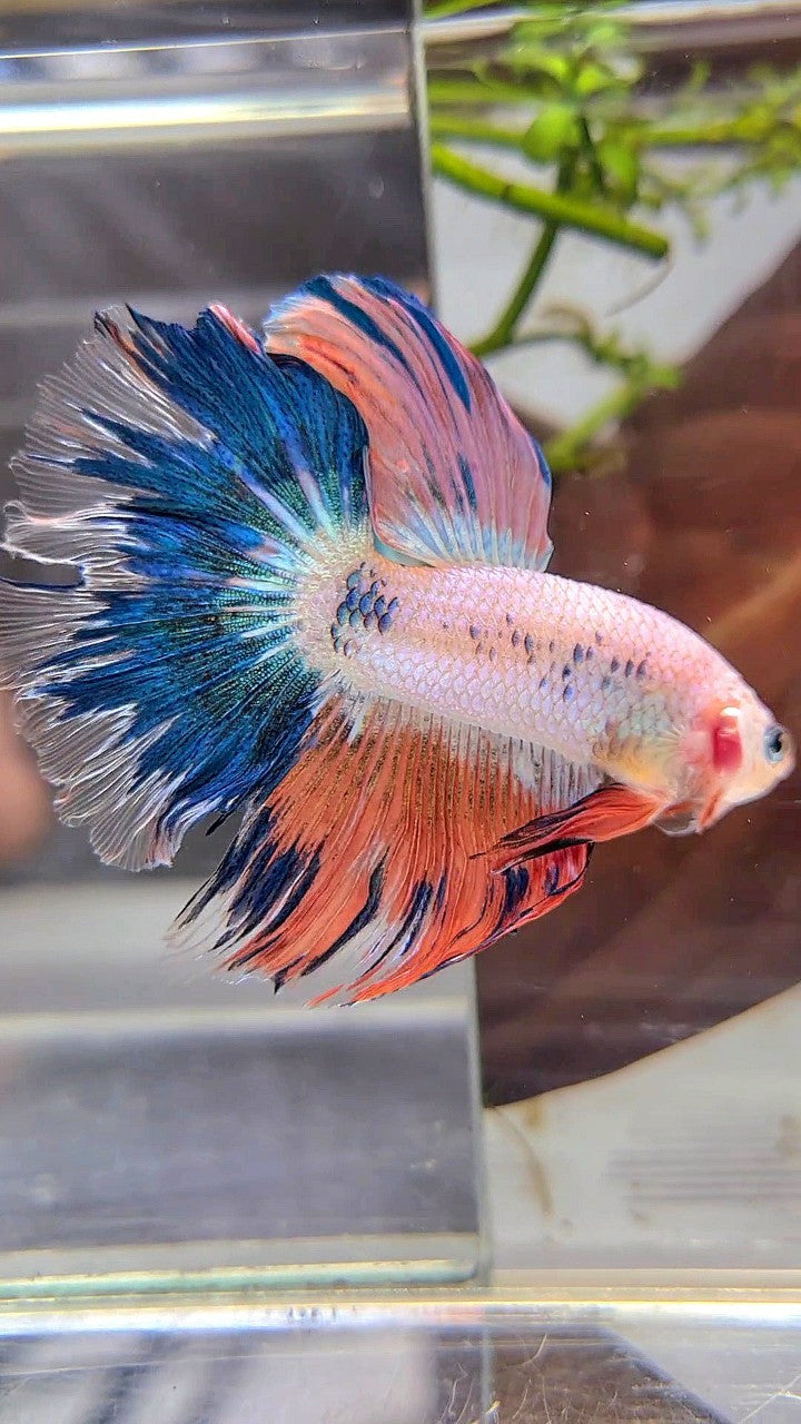 HALFMOON ROSETAIL BLUE PINK FLAMINGGO BETTA FISH