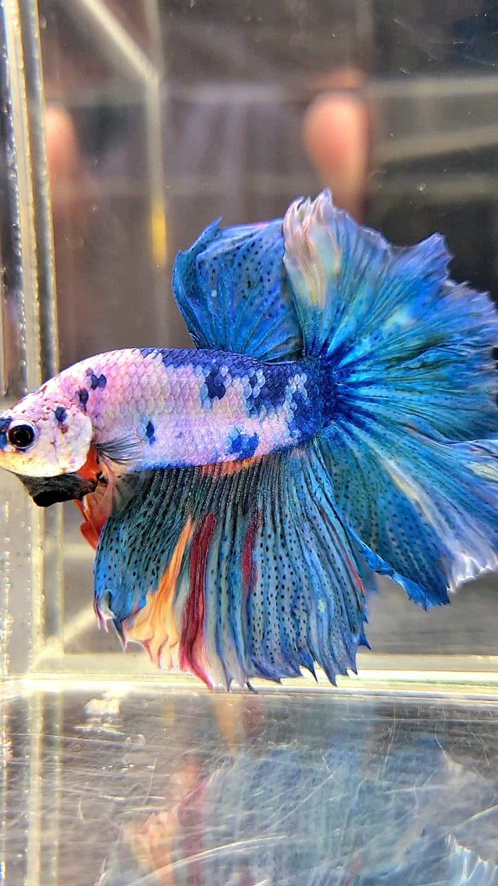 HALFMOON ROSETAIL BLUE MARBLE FANCY MULTICOLOR BETTA FISH