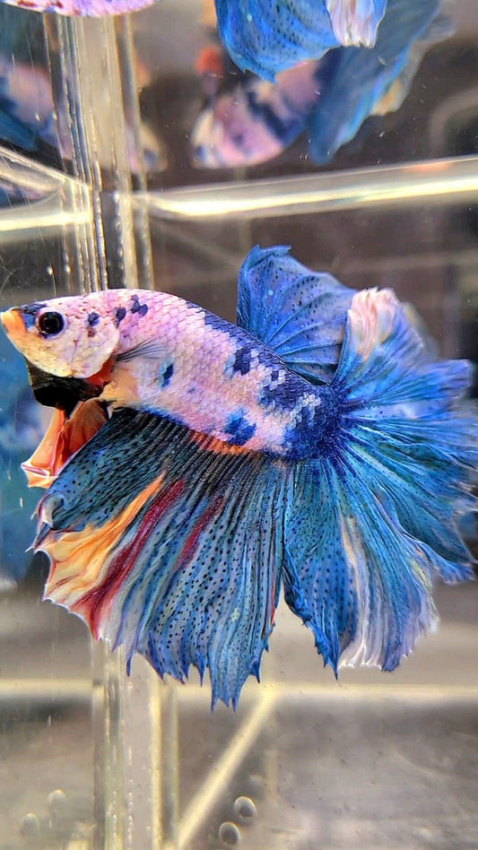 HALFMOON ROSETAIL BLUE MARBLE FANCY MULTICOLOR BETTA FISH