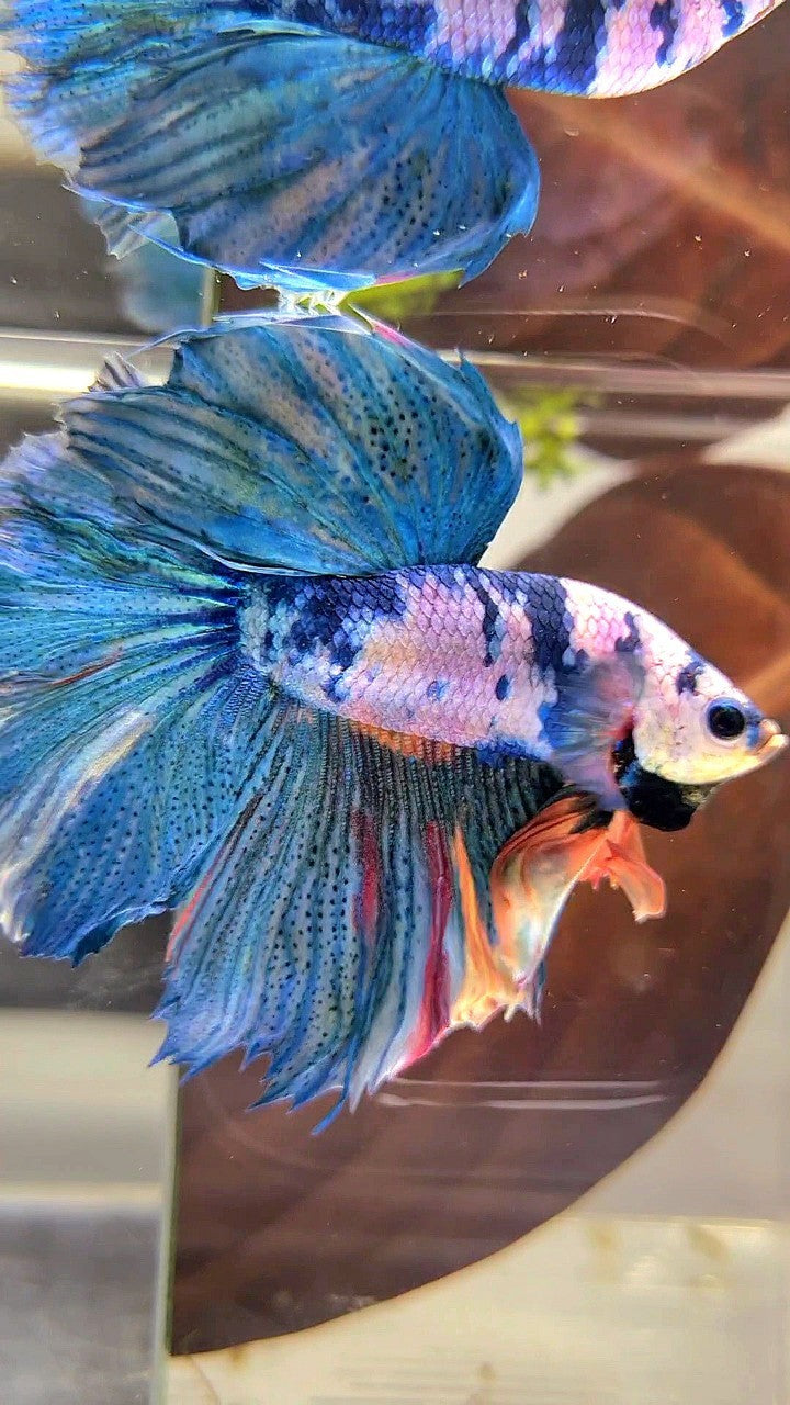 HALFMOON ROSETAIL BLUE MARBLE FANCY MULTICOLOR BETTA FISH