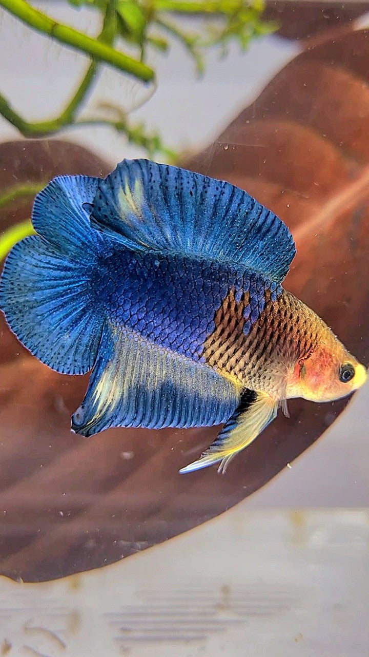 PLAKAT DOUBLE TAIL YELLOW HEAD BLUE FANCY BETTA FISH