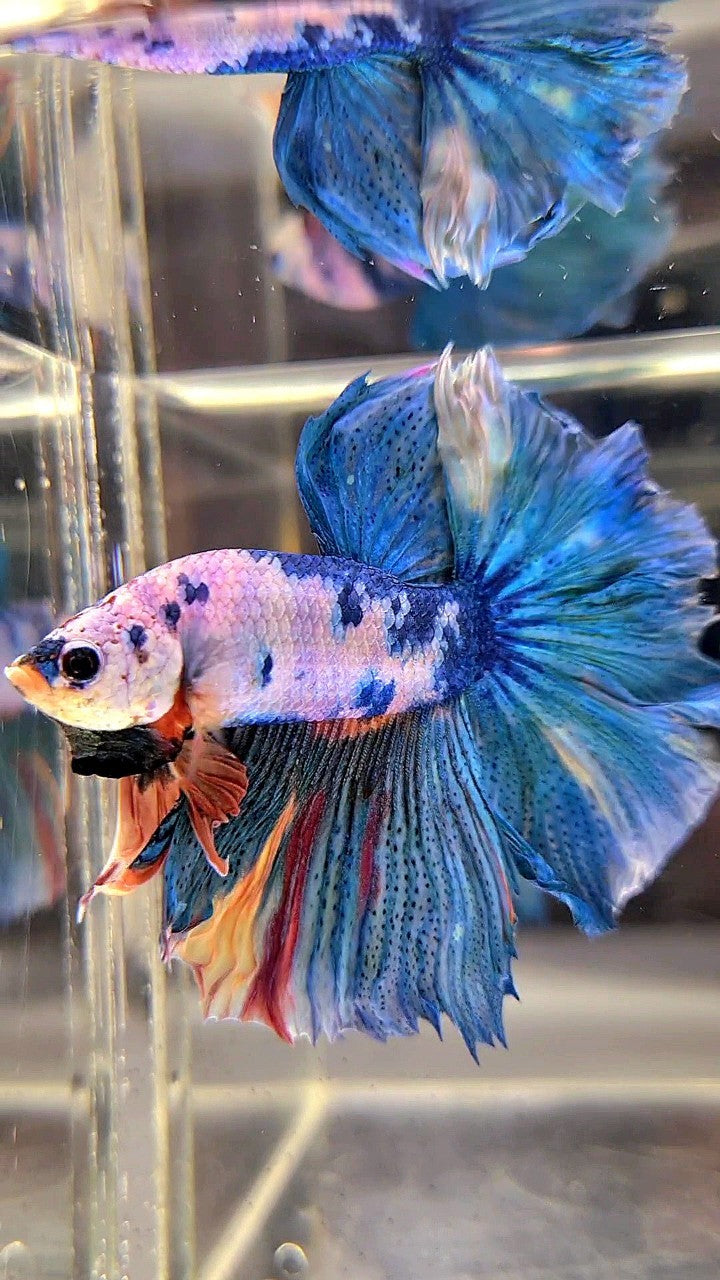 HALFMOON ROSETAIL BLUE MARBLE FANCY MULTICOLOR BETTA FISH