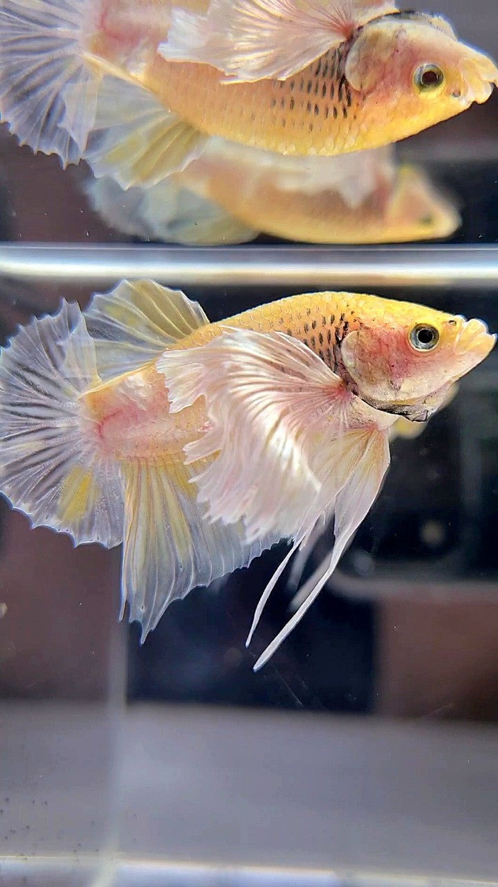 PLAKAT SUPER DUMBO EAR WHITE YELLOW BETTA FISH