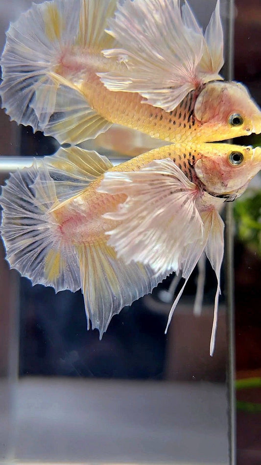 PLAKAT SUPER DUMBO EAR WHITE YELLOW BETTA FISH