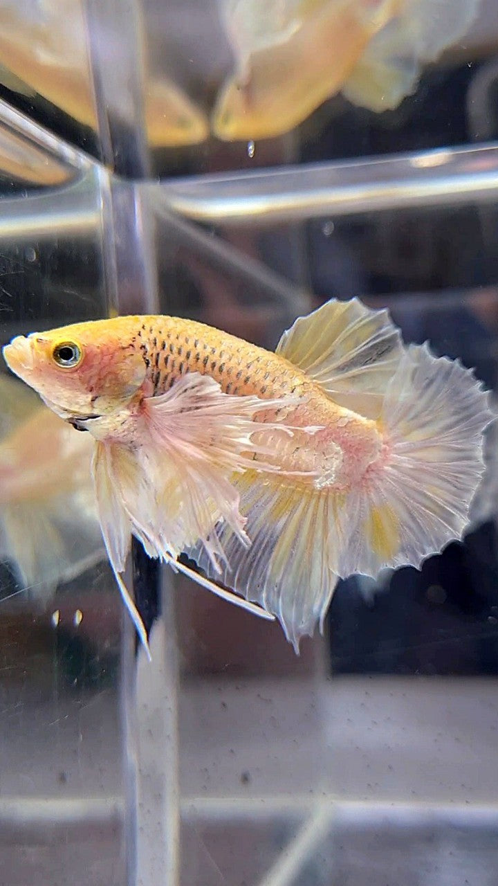 PLAKAT SUPER DUMBO EAR WHITE YELLOW BETTA FISH