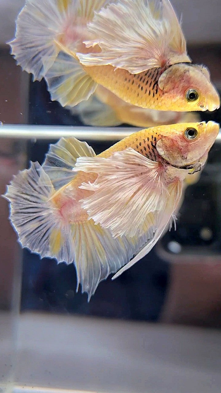 PLAKAT SUPER DUMBO EAR WHITE YELLOW BETTA FISH